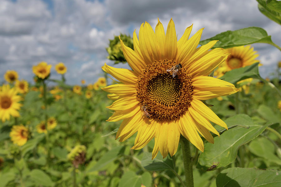 Honeybee on Sunflower Photograph by Carolyn Hutchins
