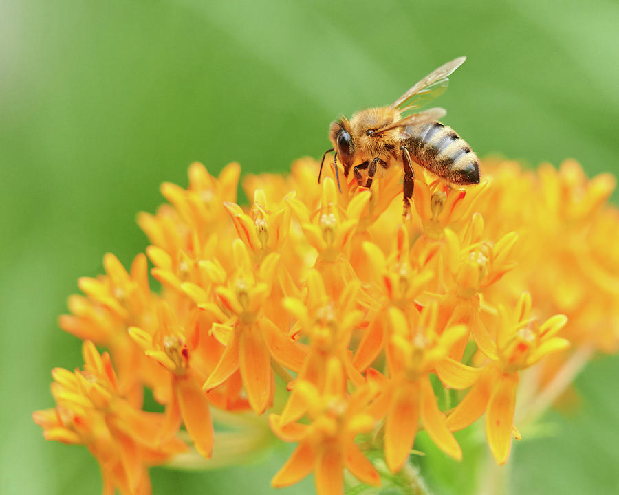Honeybee On Swamp Milkweed Photograph by Jim Hughes