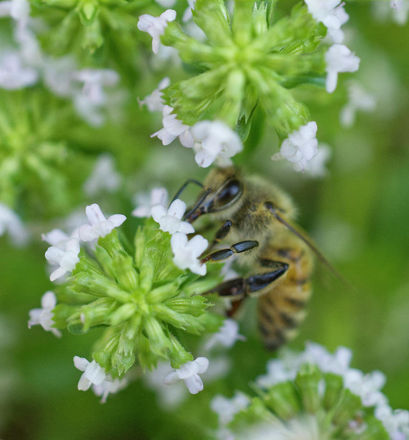 Honeybee On Thyme Herb Flower Photograph