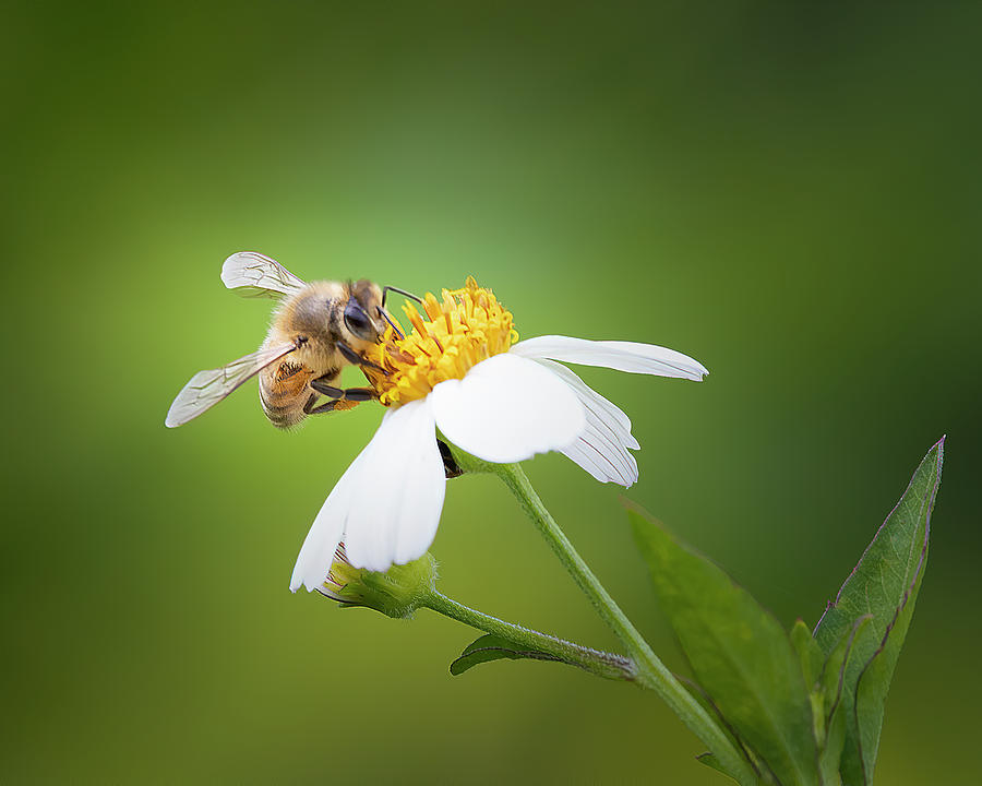 Honeybee on Wildlflower Photograph by Mark Andrew Thomas