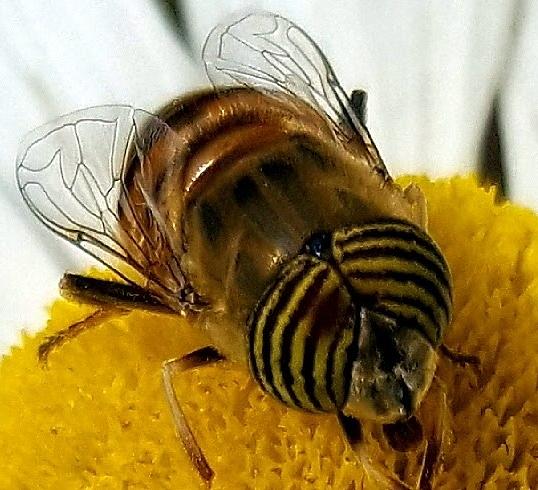Honeybee Pollinating Photograph by Loraine Yaffe