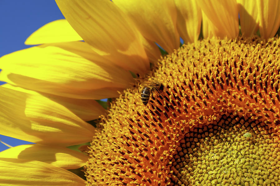 Honeybee Sunflower Photograph by Brook Burling
