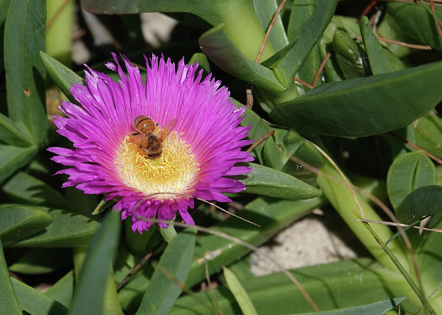Honeybee taking a dive in a Native Pigface Flower Photograph by Maryse Jansen