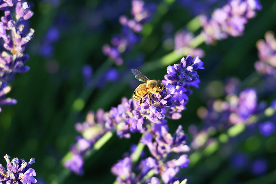 Honeybee up close Photograph by Jeff Swan - Fine Art America