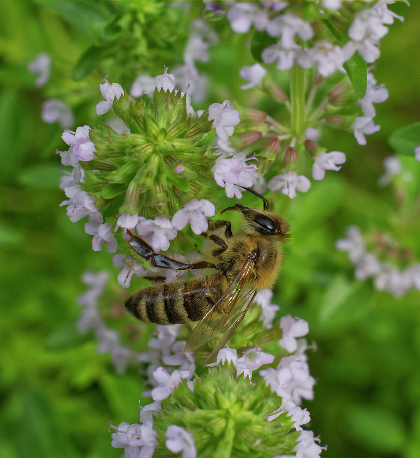 Honeybee Upsidedown On Thyme Photograph