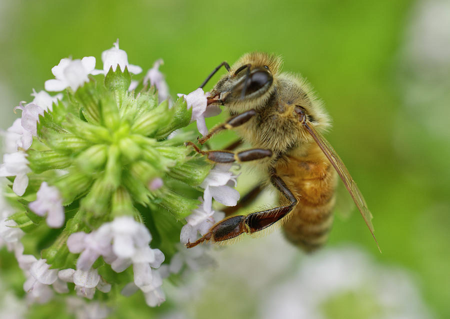 Honeybee with worn wings Photograph by Iris Richardson - Pixels