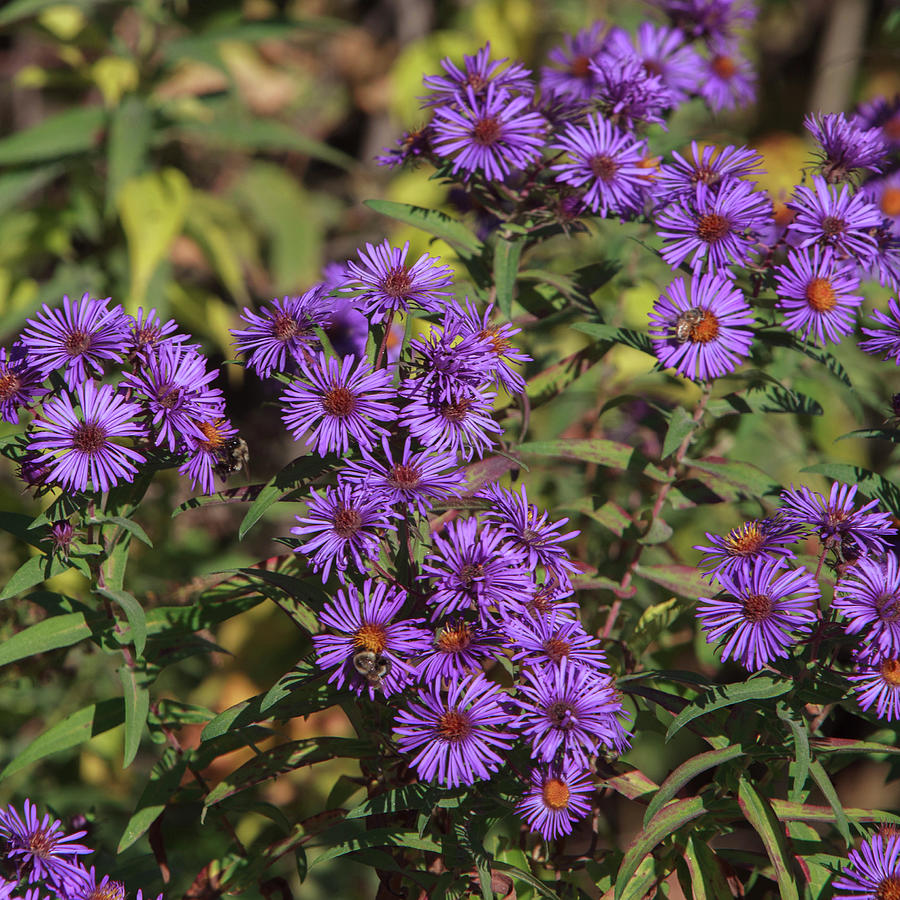 Honeybees and Aster Photograph by George Pennington