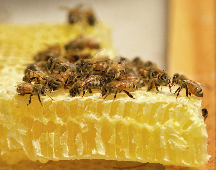 Honeybees busy Working on Top of Honeycomb Photograph by Iris Richardson
