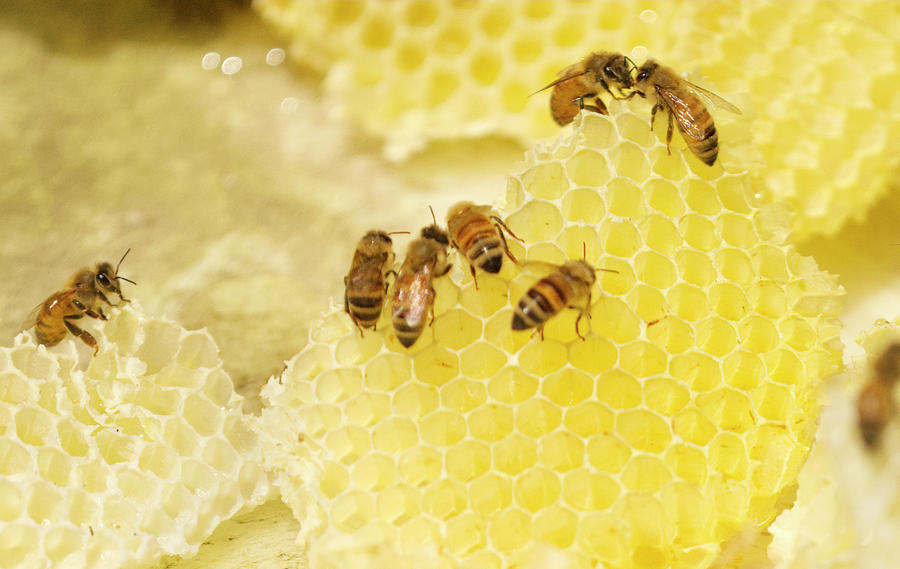 Honeybees on Honeycomb 2 Photograph by Iris Richardson