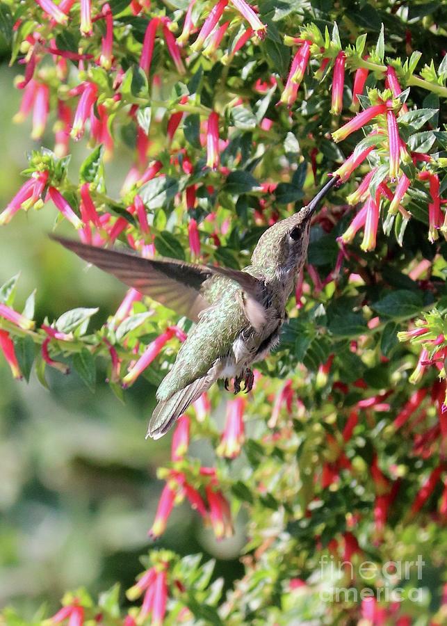 Honeybells Hummingbird Photograph by Carol Groenen