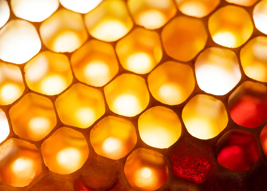 Honeycomb Macro 2 Photograph by Amelia Pearn
