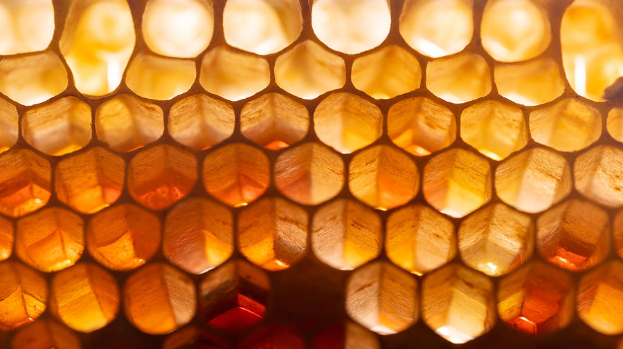 Honeycomb Macro Photograph by Amelia Pearn