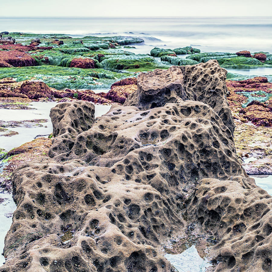 Honeycombed Rock La Jolla Coast Photograph by Joseph S Giacalone