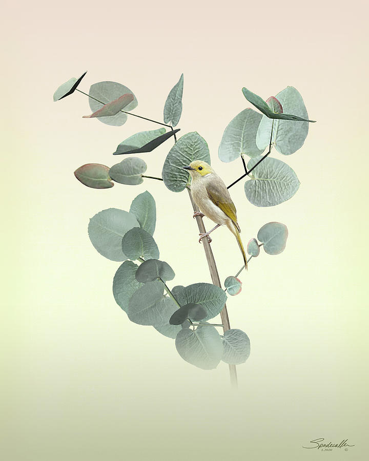 Honeyeater in Eucalyptus Tree Digital Art by M Spadecaller