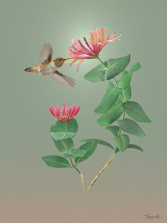 Honeysuckle and Hummingbird Digital Art by M Spadecaller