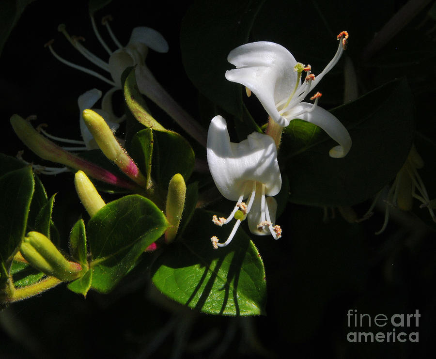 Sweet Honeysuckle Blossoms Photograph by Rodger Painter