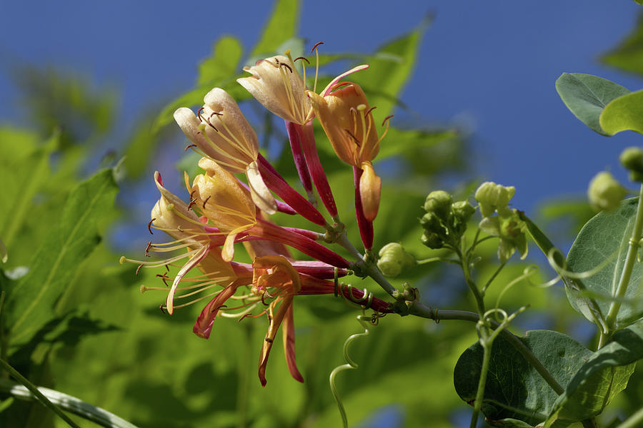 Honeysuckle flower Photograph by Avenue Des Images