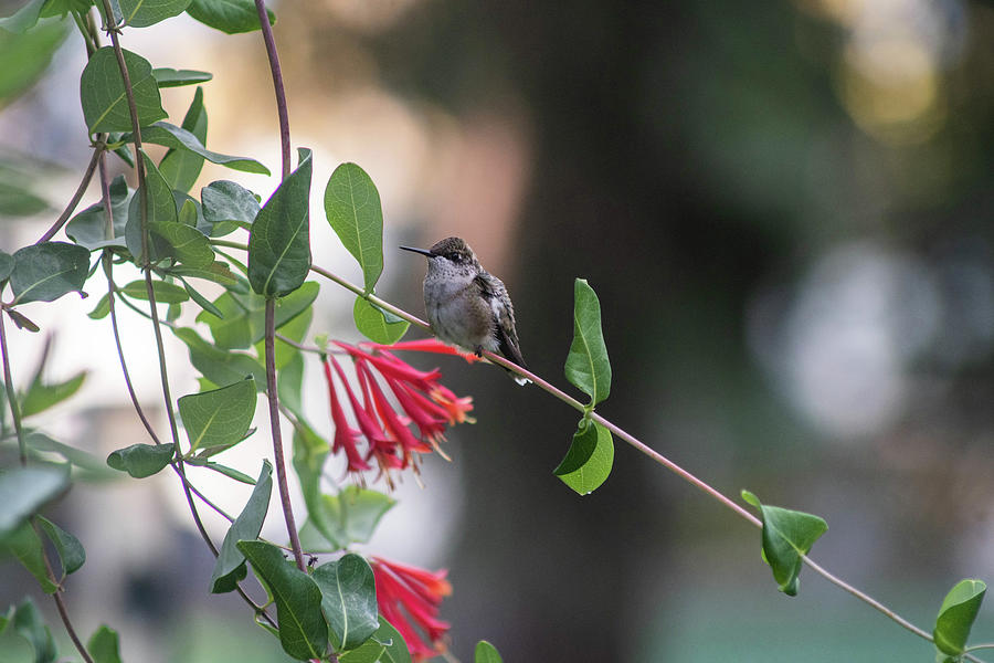 Honeysuckle Hummingbird #1 Photograph by Kimberly Mackowski