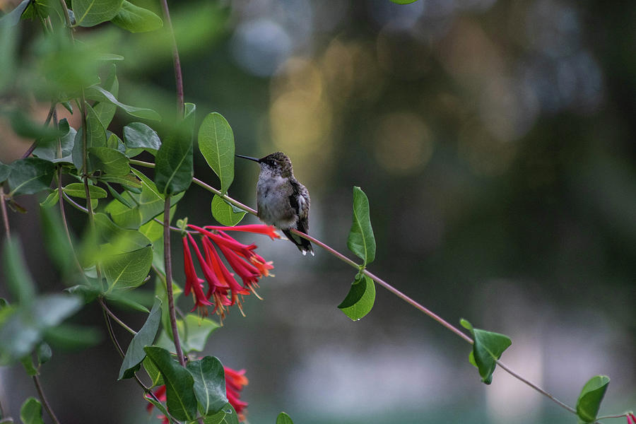 Honeysuckle Hummingbird #2 Photograph by Kimberly Mackowski