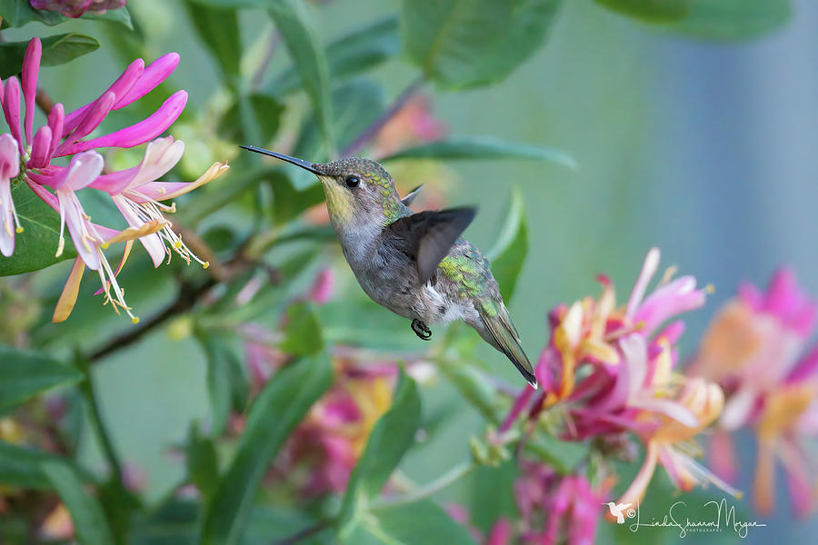 Honeysuckle Hummingbird Photograph by Linda Shannon Morgan
