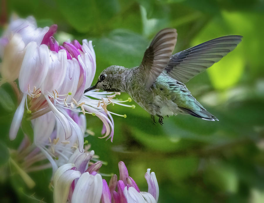 Honeysuckle Hummingbird Photograph by Mary Jo Allen