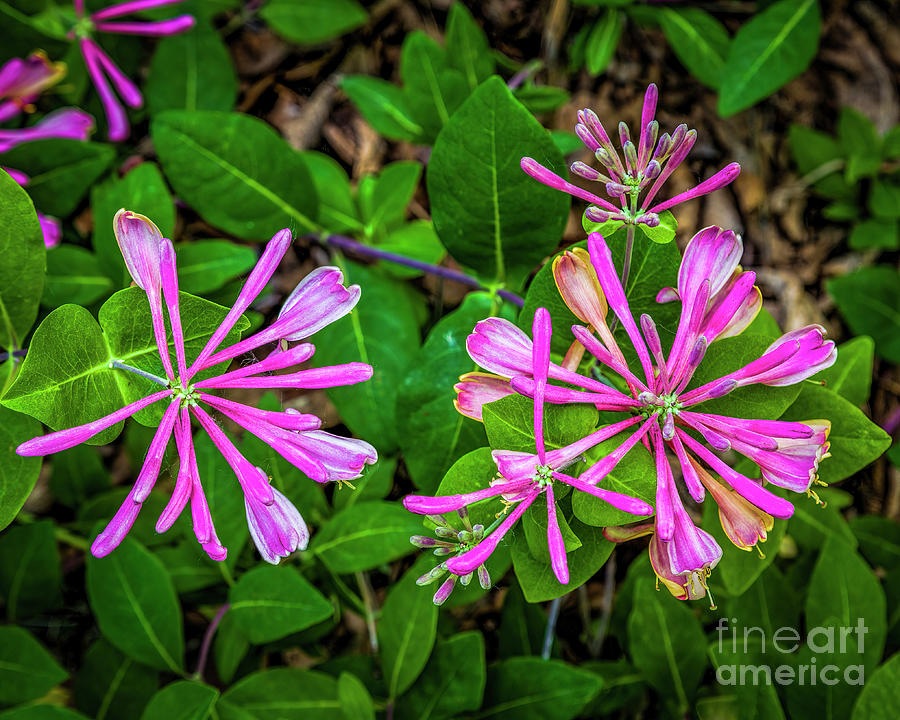 Flower Photograph - Honeysuckle by Jon Burch Photography