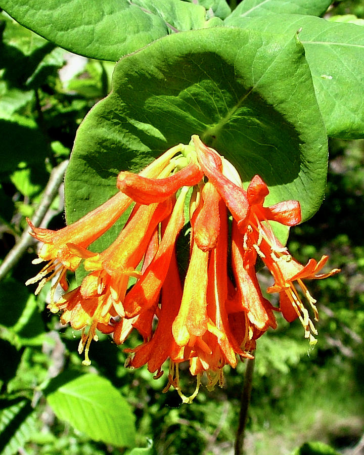 Honeysuckle, Mt. Rainier National Park, Washington. Photograph by Ruth ...