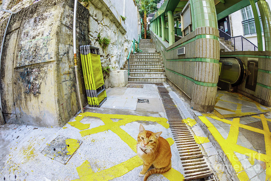 Hong Kong stray cat Photograph by Benny Marty