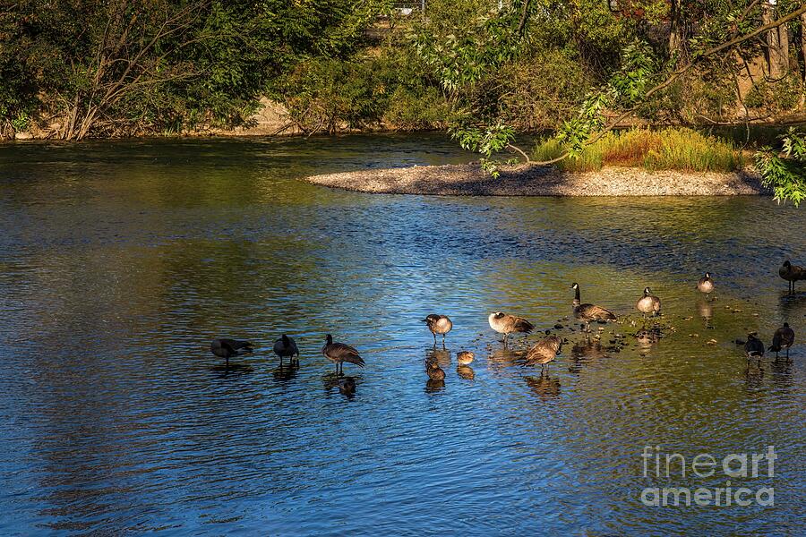 Honkers Photograph by Jon Burch Photography
