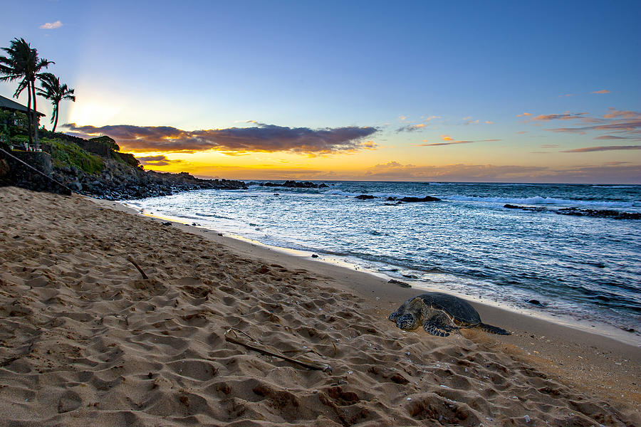 Honu Beach Sunset Photograph by Anthony Jones