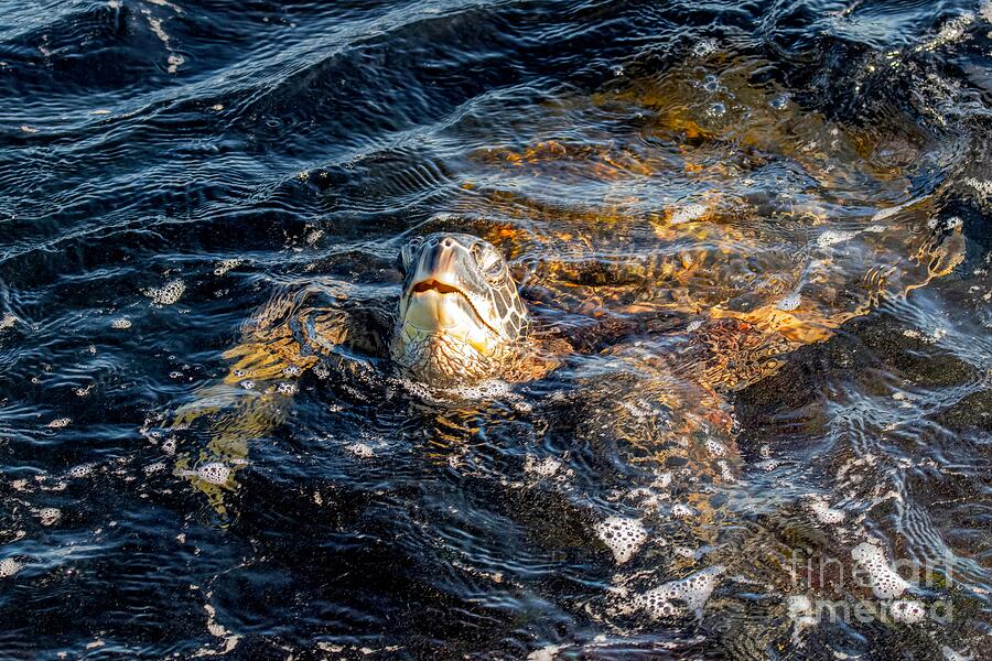 Turtle Photograph - Honu Breath by Jennifer Jenson