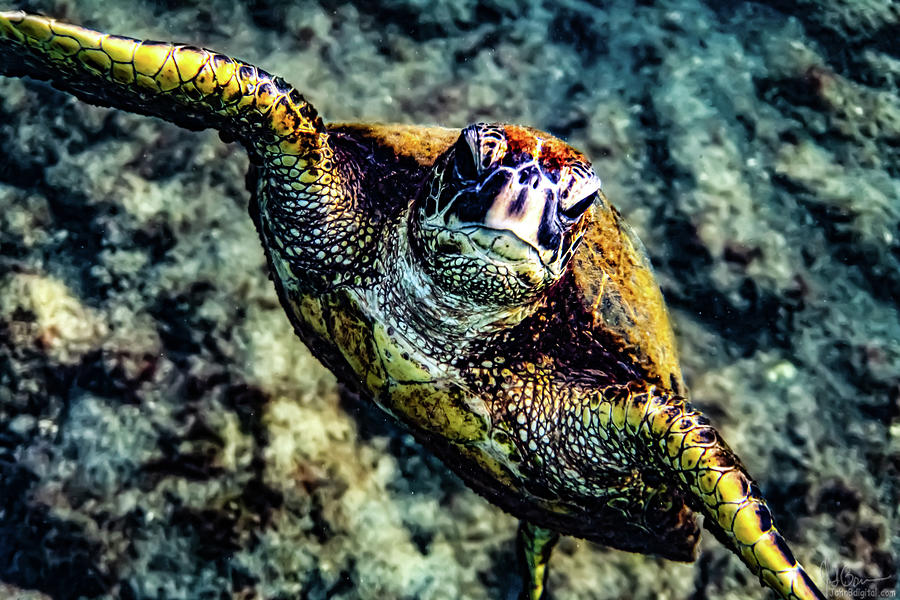 Honu Checking Me Out Photograph by John Bauer