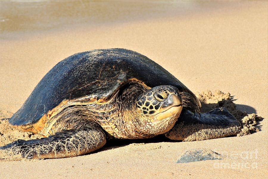 Honu on Maui Photograph by Heather Hellyer - Fine Art America