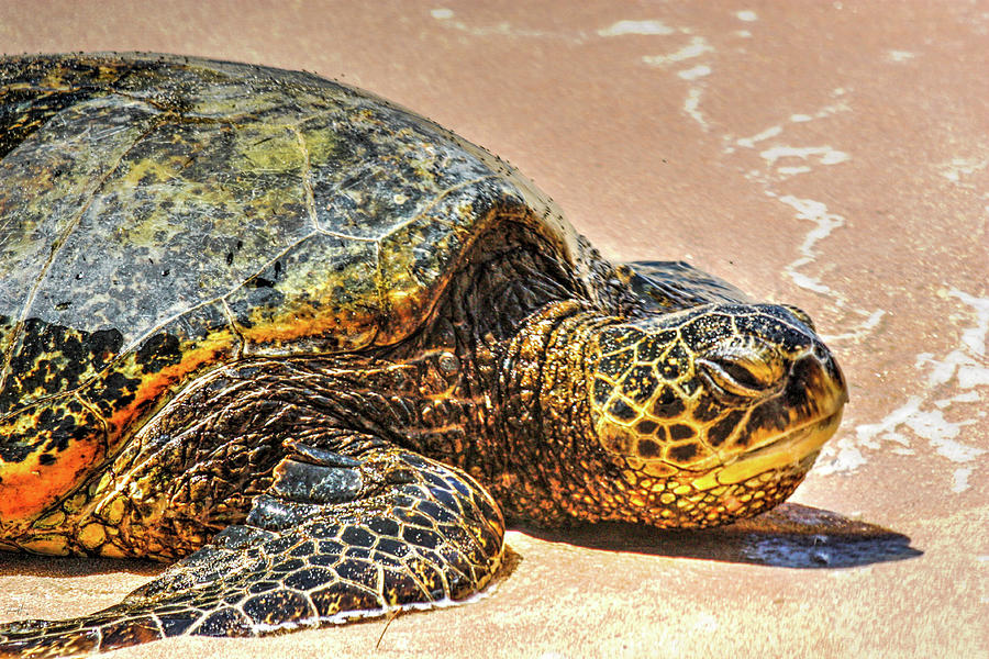 Sea Turtle Resting Photograph by Rick Harmon Shutterricky Photography Collections And
