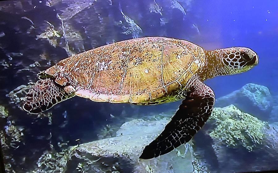 Honu Turtle Enjoying His Swim Photograph by Andrea Callaway