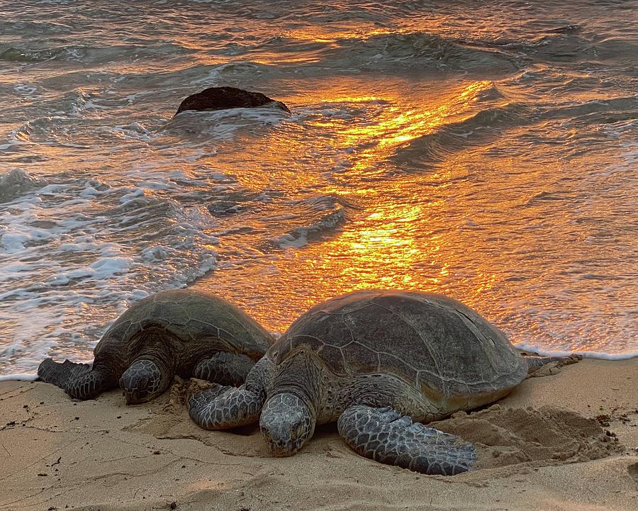 Oahu  HI Honu Turtles Sunset Seascape Art  Photograph by Andrea Callaway