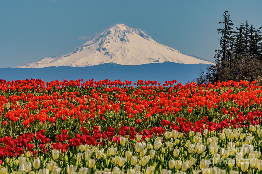 Hood and Tulips Photograph by Nick Boren