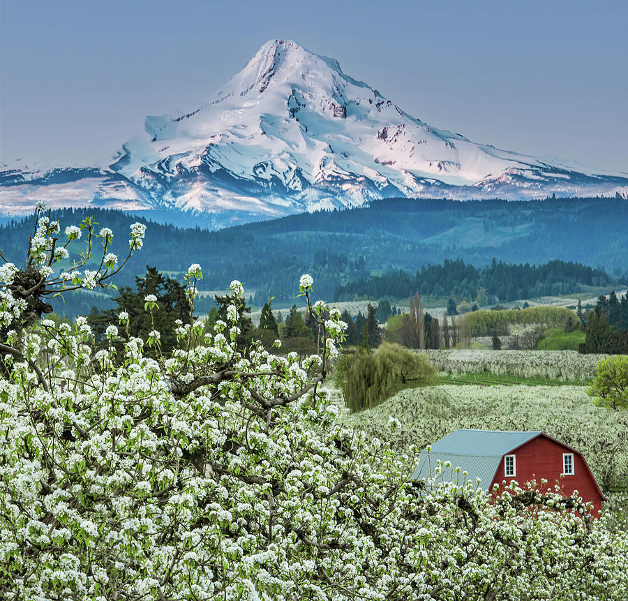 Hood River Barn in Spring Blossoms Photograph by Don Schwartz