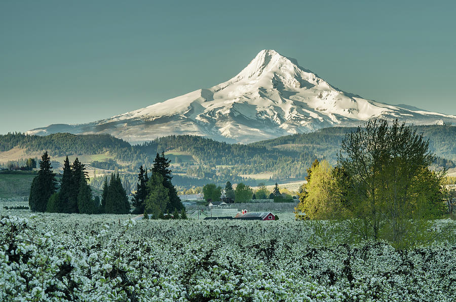 Hood River Valley in Spring Photograph by Don Schwartz
