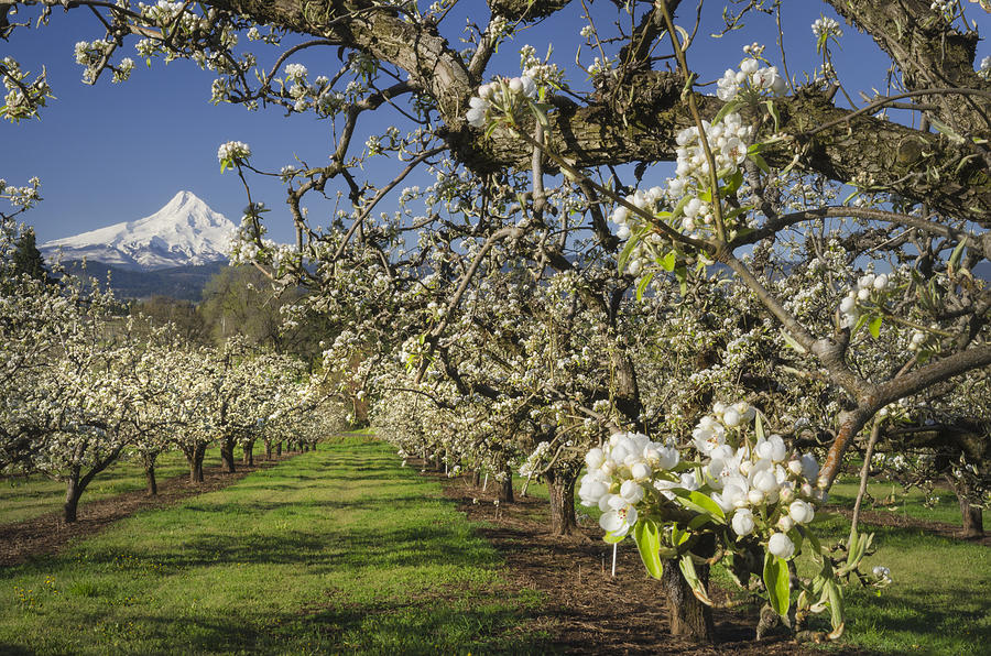 Hood River Valley Orchards, Oregon Photograph by Alan Majchrowicz