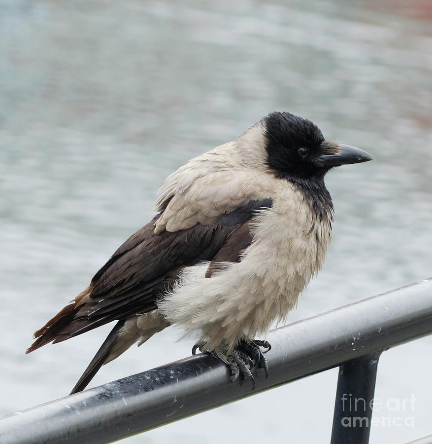 Hooded Crow - Corvus cornix Photograph by Phil Banks