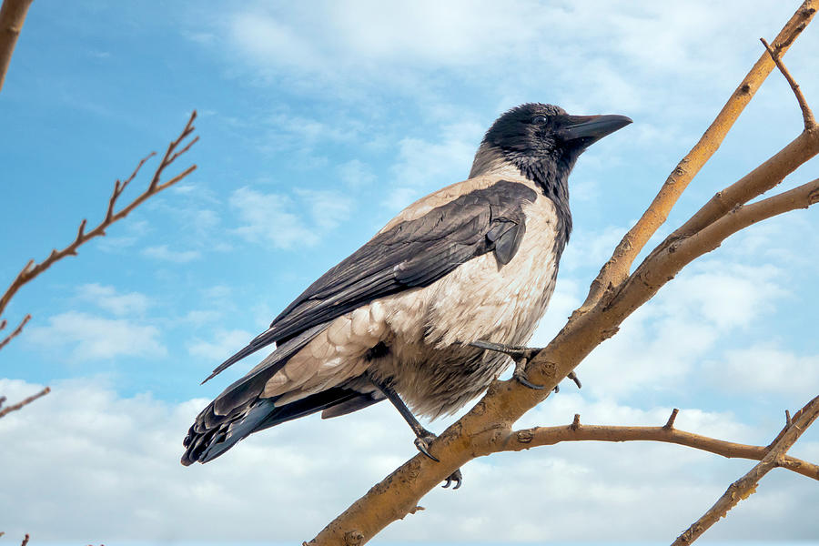 Hooded crow  Photograph by Fabrizio Troiani