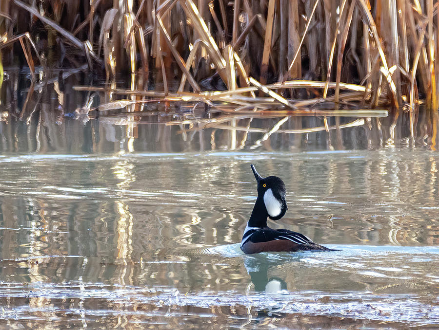Hooded Merganser 2 by Michael Chatt Hooded Merganser 2 by Michael Chatt