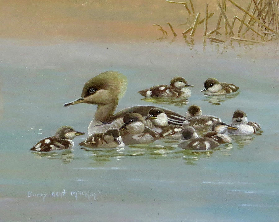 Hooded Merganser and Brood Painting by Barry Kent MacKay