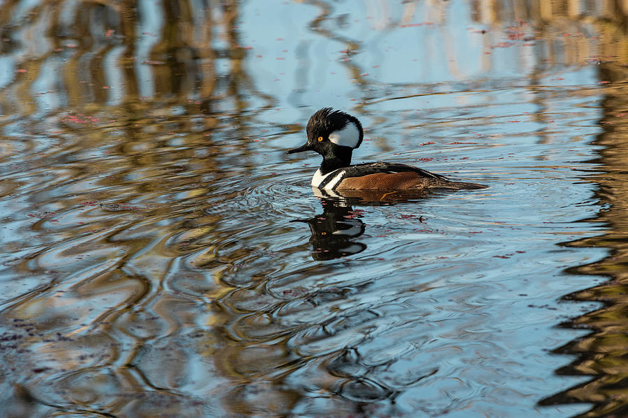 Hooded Merganser and Reflections Photograph by Robert Potts