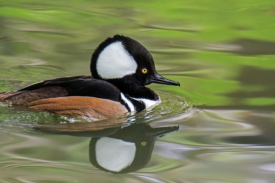 Hooded Merganser Photograph by Arterra Picture Library