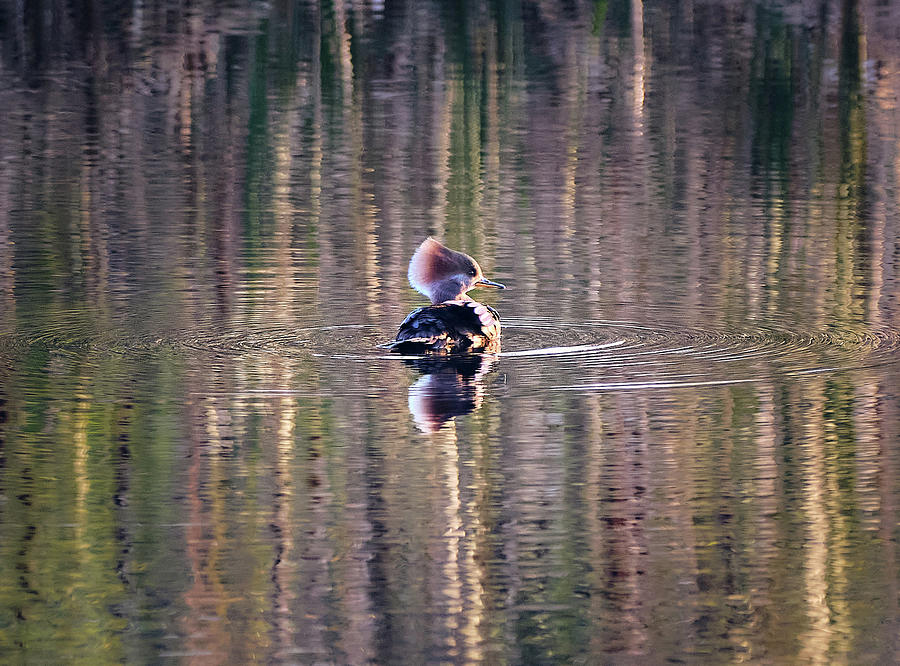 Hooded Merganser At The Golden Hour Photograph by Carl Marceau