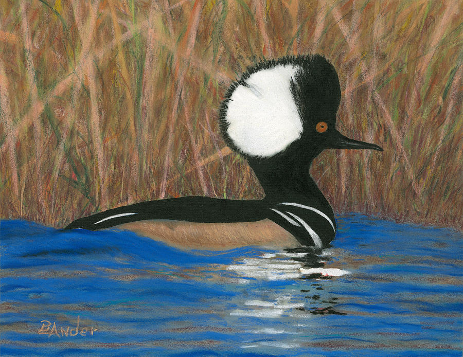 Hooded Merganser Pastel by Brent Ander