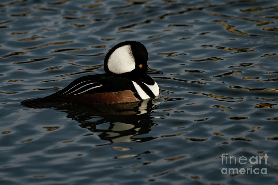 Hooded Merganser duck floating Photograph by JT Lewis