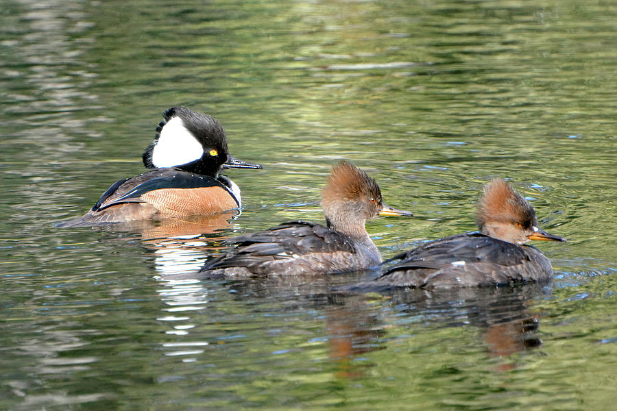 Hooded Merganser Family February 2020 Photograph by Jerry Griffin